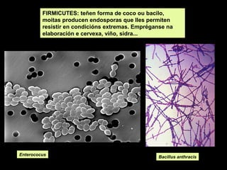 FIRMICUTES: teñen forma de coco ou bacilo,
moitas producen endosporas que lles permiten
resistir en condicións extremas. Empréganse na
elaboración e cervexa, viño, sidra...

Enterococus

Bacillus anthracis

 