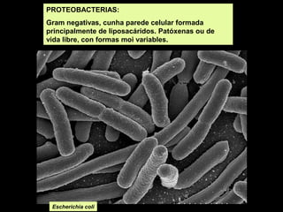 PROTEOBACTERIAS:
Gram negativas, cunha parede celular formada
principalmente de liposacáridos. Patóxenas ou de
vida libre, con formas moi variables.

Escherichia coli

 