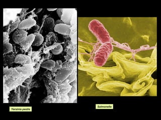 Yersinia pestis

Salmonella

 