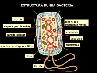 ESTRUCTURA DUNHA BACTERIA

cápsula

plásmidos
(conteñen xenes)

espazo periplásmico

nucleoide

parede celular

vacuolas
ribosomas

membrana citoplasmática

cilios

flaxelo

 