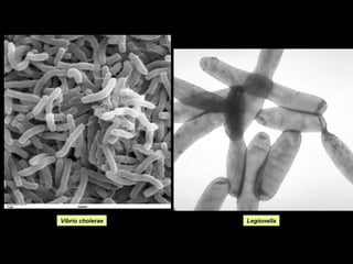 Vibrio cholerae

Legionella

 