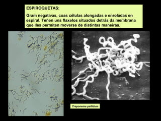 ESPIROQUETAS:
Gram negativas, coas células alongadas e enroladas en
espiral. Teñen uns flaxelos situados detrás da membrana
que lles permiten moverse de distintas maneiras.

Treponema pallidum

 