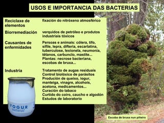 USOS E IMPORTANCIA DAS BACTERIAS
Reciclaxe de
elementos

fixación do nitróxeno atmosférico

Biorremediación

verquidos de petróleo e produtos
industriais tóxicos

Causantes de
enfermidades

Persoas e animais: cólera, tifo,
sífile, lepra, difteria, escarlatina,
tuberculose, lexionela, neumonía,
tétanos, carbunclo, mastite...
Plantas: necrose bacteriana,
escobas de bruxa...

Industria

Tratamento de augas residuais
Control biolóxico de parásitos
Produción de queixo, iogur,
manteiga, vinagre, alcohois,
acetona, medicamentos...
Curación do tabaco
Curtido do coiro, caucho e algodón
Estudos de laboratorio

Escoba de bruxa nun piñeiro

 