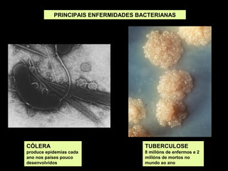 PRINCIPAIS ENFERMIDADES BACTERIANAS

CÓLERA

TUBERCULOSE

produce epidemias cada
ano nos países pouco
desenvolvidos

8 millóns de enfermos e 2
millóns de mortos no
mundo ao ano

 