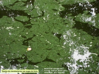 Restos de cianobacterias nas augas do Umia

MONTAXE: Adela Leiro
FOTOS: Internet, Adela Leiro.
DEBUXOS: Mon Daporta

 