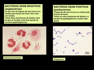 BACTERIAS GRAM NEGATIVAS
(negibacterias)
As que non se tinguen de azul escuro ou
violeta pola tinción de Gram. Dan unha
cor rosada.
Teñen dúas membranas de lípidos entre
as que se localiza unha fina parede de
mureína (peptidoglicano).

Neisseria gonorrhoeae

BACTERIAS GRAM POSITIVAS
(posibacterias)
Tínguense de azul escuro ou violeta pola
tinción de Gram.
Teñen so unha membrana de lípidos e a
parede de peptidoglicano é moito máis
grosa

Streptpcocus

 