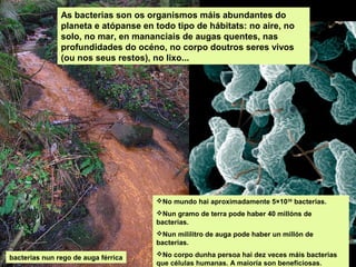 As bacterias son os organismos máis abundantes do
planeta e atópanse en todo tipo de hábitats: no aire, no
solo, no mar, en mananciais de augas quentes, nas
profundidades do océno, no corpo doutros seres vivos
(ou nos seus restos), no lixo...

No mundo hai aproximadamente 5×1030 bacterias.
Nun gramo de terra pode haber 40 millóns de
bacterias.
Nun mililitro de auga pode haber un millón de
bacterias.
bacterias nun rego de auga férrica

No corpo dunha persoa hai dez veces máis bacterias
que células humanas. A maioría son beneficiosas.

 