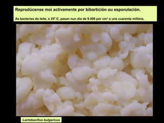Reprodúcense moi activamente por bibartición ou esporulación.
As bacterias do leite, a 35º C, pasan nun día de 9.000 por cm 3 a uns cuarenta millóns.

Lactobacillus bulgaricus

 