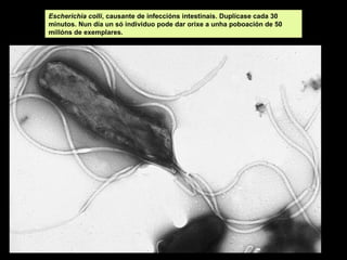 Escherichia colli, causante de infeccións intestinais. Duplícase cada 30
minutos. Nun día un só individuo pode dar orixe a unha poboación de 50
millóns de exemplares.

 