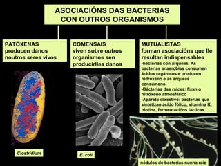ASOCIACIÓNS DAS BACTERIAS
CON OUTROS ORGANISMOS
PATÓXENAS
producen danos
noutros seres vivos

Clostridium

COMENSAIS
viven sobre outros
organismos sen
producirlles danos

MUTUALISTAS
forman asociacións que lle
resultan indispensables
-bacterias con arqueas. As
bacterias anaerobias consumen
ácidos orgánicos e producen
hidróxeno e as arqueas
consumeno.
-Bácterias das raíces: fixan o
nitróxeno atmosférico
-Aparato dixestivo: bacterias que
sintetizan ácido fólico, vitamina K,
biotina, fermentacións lácticas

E. coli
nódulos de bacterias nunha raíz

 