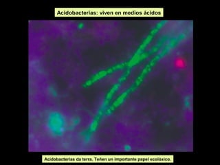 Acidobacterias: viven en medios ácidos

Acidobacterias da terra. Teñen un importante papel ecolóxico.

 
