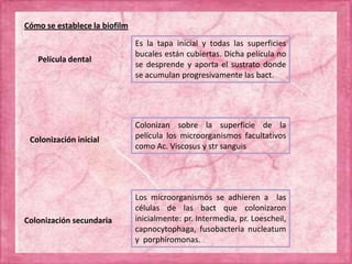 Cómo se establece la biofilm
Es la tapa inicial y todas las superficies
bucales están cubiertas. Dicha película no
se desprende y aporta el sustrato donde
se acumulan progresivamente las bact.
Película dental
Colonización inicial
Colonizan sobre la superficie de la
película los microorganismos facultativos
como Ac. Viscosus y str sanguis
Colonización secundaria
Los microorganismos se adhieren a las
células de las bact que colonizaron
inicialmente: pr. Intermedia, pr. Loescheil,
capnocytophaga, fusobacteria nucleatum
y porphiromonas.
 