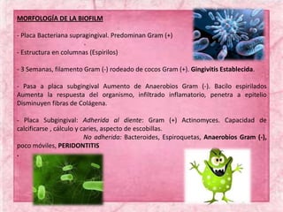 MORFOLOGÍA DE LA BIOFILM
- Placa Bacteriana supragingival. Predominan Gram (+)
- Estructura en columnas (Espirilos)
- 3 Semanas, filamento Gram (-) rodeado de cocos Gram (+). Gingivitis Establecida.
- Pasa a placa subgingival Aumento de Anaerobios Gram (-). Bacilo espirilados
Aumenta la respuesta del organismo, infiltrado inflamatorio, penetra a epitelio
Disminuyen fibras de Colágena.
- Placa Subgingival: Adherida al diente: Gram (+) Actinomyces. Capacidad de
calcificarse , cálculo y caries, aspecto de escobillas.
No adherida: Bacteroides, Espiroquetas, Anaerobios Gram (-),
poco móviles, PERIDONTITIS
.
.
 