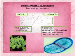 BACTERIAS PATÓGENAS DEL PERIODONTO
Gram negativos y anaerobios.
GINGIVITIS PERIODONTITIS
FUSO. NUCLEATUM
PR. INTERMEDIA
P. GINGIVALIS
AC. ACTINOMYCETENCOMITANS
- PREVOTELLA INTERMEDIA.
- PREVOTELLA NIGRESCENS
 
