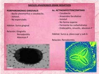 BACILOS ANAEROBIOS GRAM NEGATIVOS
PORPHIROMONAS GINGIVALIS
- Bacilo pleomorfico o cocobacilo.
- Inmovil.
- No esporulado.
Hábitat: Surco gingival
Relación: Gingivitis
Periodontitis
Abscesos P
Ac. ACTINOMYCETENCOMITANS
- Cocobacilo
- Anaerobio facultativo
- Inmóvil
- No forma esperas
- Fermenta los carbohidratos
- Endocaditis, sinusitis, abscesos P
Hábitat: Surco p, placa supr y sub G
Relación: Periodontitis
 