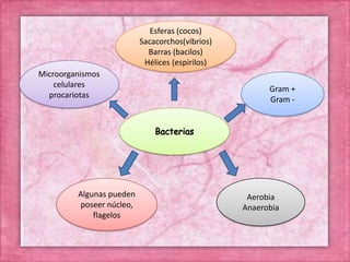 Aerobia
Anaerobia
Algunas pueden
poseer núcleo,
flagelos
Gram +
Gram -
Esferas (cocos)
Sacacorchos(vibrios)
Barras (bacilos)
Hélices (espirilos)
Microorganismos
celulares
procariotas
 