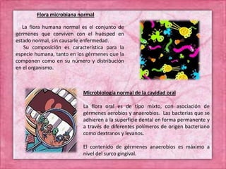 La flora humana normal es el conjunto de
gérmenes que conviven con el huésped en
estado normal, sin causarle enfermedad.
Su composición es característica para la
especie humana, tanto en los gérmenes que la
componen como en su número y distribución
en el organismo.
Flora microbiana normal
Microbiología normal de la cavidad oral
La flora oral es de tipo mixto, con asociación de
gérmenes aerobios y anaerobios. Las bacterias que se
adhieren a la superficie dental en forma permanente y
a través de diferentes polímeros de origen bacteriano
como dextranos y levanos.
El contenido de gérmenes anaerobios es máximo a
nivel del surco gingival.
 
