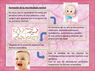 Se inicia con el nacimiento formada por
aerobios como el strp salivarius y strp
sanguis que aparece con la erupcion de
los primeros dientes
En menores de un año se encuentran
veillonela, peptoestreptococos,
lactobacilos, actinomyces y basilos.
El strp mutans aparece despues del
primer año de edad.
Después de la erupción aparecen las
formas anaerobias.
Con la perdida de los dientes los
microorganismos presentes vuelven a ser
aerobios.
Con el uso de dentaduras artificiales
reaparecen las formas anaerobias
Formación de la microbiología normal
 