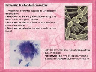 Composición de la flora bacteriana normal
Predominan diferentes especies de Streptococcus
α hemolíticos.
- Streptococcus mutans y Streptococcus sanguis se
hallan a nivel de la placa dentaria.
- Streptococcus mitis se adhiere tanto a los dientes
como a las mucosas.
- Streptococcos salivarius predomina en la mucosa
lingual.
Entre los gérmenes anaerobios Gram positivos
pueden hallarse:
Actinomyces sp. a nivel de la placa, y algunas
especies de Lactobacillus, en menor cantidad.
 