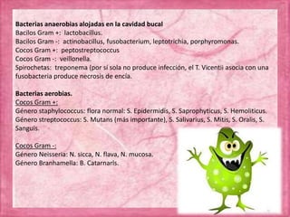 Bacterias anaerobias alojadas en la cavidad bucal
Bacilos Gram +: lactobacillus.
Bacilos Gram -: actinobacillus, fusobacterium, leptotrichia, porphyromonas.
Cocos Gram +: peptostreptococcus
Cocos Gram -: veillonella.
Spirochetas: treponema (por sí sola no produce infección, el T. Vicentii asocia con una
fusobacteria produce necrosis de encía.
Bacterias aerobias.
Cocos Gram +:
Género staphylococcus: flora normal: S. Epidermidis, S. Saprophyticus, S. Hemoliticus.
Género streptococcus: S. Mutans (más importante), S. Salivarius, S. Mitis, S. Oralis, S.
Sanguis.
Cocos Gram -:
Género Neisseria: N. sicca, N. flava, N. mucosa.
Género Branhamella: B. Catarnarls.
 