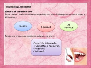Microbiología Periodontal
Bacterias de periodonto sano
Se encuentran fundamentalmente especies gram + facultativas genero estreptococos y
actinomyces.
También se encuentran porciones reducidas de gram +
S mitis S sanguis
Ac
viscosus
-Provetella intermedia
- Fusobafteria nucleatum
- Neisseria
- Veillonella
 