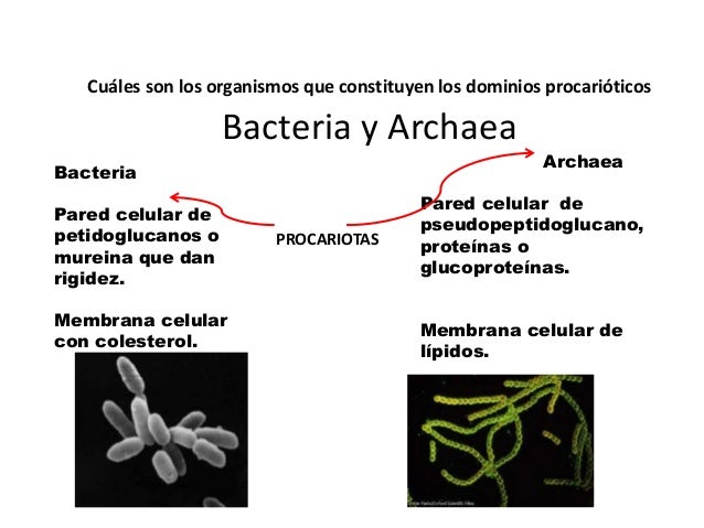 Resultado de imagen de archaea ejemplos
