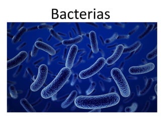Bacterias
 