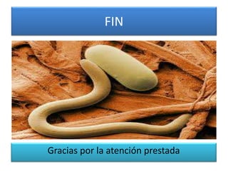 FIN
Gracias por la atención prestada
 