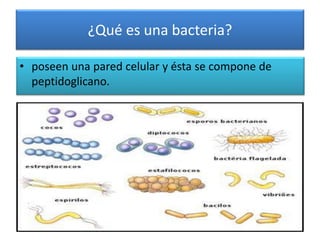 ¿Qué es una bacteria?
• poseen una pared celular y ésta se compone de
peptidoglicano.
 