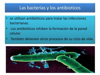 Las bacterias y los antibioticos
• se utilizan antibióticos para tratar las infecciones
bacterianas.
• Los antibióticos inhiben la formación de la pared
celular.
• También detienen otros procesos de su ciclo de vida.
 
