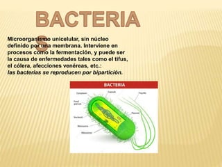 Microorganismo unicelular, sin núcleo
definido por una membrana. Interviene en
procesos como la fermentación, y puede ser
la causa de enfermedades tales como el tifus,
el cólera, afecciones venéreas, etc.:
las bacterias se reproducen por bipartición.
 