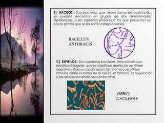 BACILLUS
ANTHRACIS
C) ESPIRILOS : Son bacterias bacilares, helicoidales con
movilidad flagelar, que se clasifican dentro de las Gram
negativas. Para su clasificación taxonómica se utilizan
criterios como la forma de la célula, el tamaño, la flagelación
y las relaciones simbióticas entre otras
B) BACILOS : Son bacterias que tienen forma de bastoncillo,
se pueden encontrar en grupos de dos denominados
diplobacilos, o en cadenas similares a las que presentan los
cocos por los que se les llama estreptobacilos
VIBRIO
CHOLERAE
 