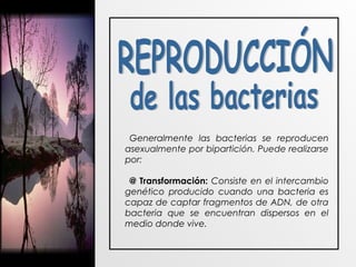 Generalmente las bacterias se reproducen
asexualmente por bipartición. Puede realizarse
por:
@ Transformación: Consiste en el intercambio
genético producido cuando una bacteria es
capaz de captar fragmentos de ADN, de otra
bacteria que se encuentran dispersos en el
medio donde vive.
 
