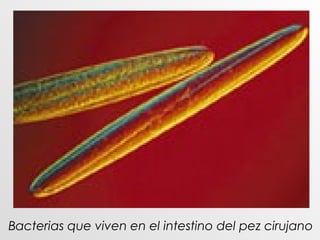 Bacterias que viven en el intestino del pez cirujano
 