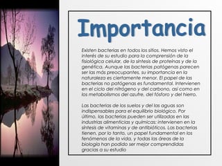 Existen bacterias en todos los sitios. Hemos visto el
interés de su estudio para la comprensión de la
fisiológica celular, de la síntesis de proteínas y de la
genética. Aunque las bacterias patógenas parecen
ser las más preocupantes, su importancia en la
naturaleza es ciertamente menor. El papel de las
bacterias no patógenas es fundamental. Intervienen
en el ciclo del nitrógeno y del carbono, así como en
los metabolismos del azufre, del fósforo y del hierro.
Las bacterias de los suelos y del las aguas son
indispensables para el equilibrio biológico. Por
último, las bacterias pueden ser utilizadas en las
industrias alimenticias y químicas: intervienen en la
síntesis de vitaminas y de antibióticos. Las bacterias
tienen, por lo tanto, un papel fundamental en los
fenómenos de la vida, y todas las áreas de la
biología han podido ser mejor comprendidas
gracias a su estudio
 