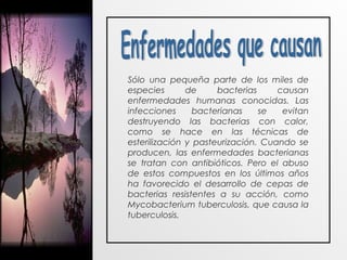 Sólo una pequeña parte de los miles de
especies de bacterias causan
enfermedades humanas conocidas. Las
infecciones bacterianas se evitan
destruyendo las bacterias con calor,
como se hace en las técnicas de
esterilización y pasteurización. Cuando se
producen, las enfermedades bacterianas
se tratan con antibióticos. Pero el abuso
de estos compuestos en los últimos años
ha favorecido el desarrollo de cepas de
bacterias resistentes a su acción, como
Mycobacterium tuberculosis, que causa la
tuberculosis.
 