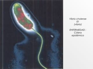 Vibrio cholerae
01
(vibrio)
ENFERMEDAD :
Cólera
epidémico
 