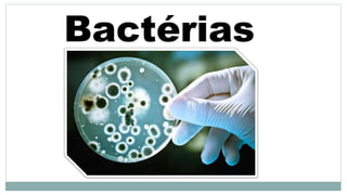 Bactérias
 