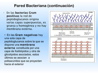 19
Pared Bacteriana (continuación)
• En las bacterias Gram
positivas la red de
peptidoglucanos origina
varias capas superpuestas, es
gruesa y homogénea y no hay
membrana externa.
• En las Gram negativas hay
una sola capa de
peptidoglucanos sobre la que se
dispone una membrana
externa constituida por una
capa de fosfolípidos y otra de
glicolípidos asociados, estos
últimos se asocian a
polisacáridos que se proyectan
hacia el exterior
 