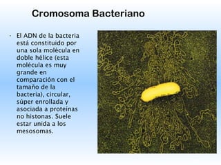 20
Cromosoma Bacteriano
• El ADN de la bacteria
está constituido por
una sola molécula en
doble hélice (esta
molécula es muy
grande en
comparación con el
tamaño de la
bacteria), circular,
súper enrollada y
asociada a proteínas
no histonas. Suele
estar unida a los
mesosomas.
 