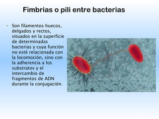 23
Fimbrias o pili entre bacterias
• Son filamentos huecos,
delgados y rectos,
situados en la superficie
de determinadas
bacterias y cuya función
no esté relacionada con
la locomoción, sino con
la adherencia a los
substratos y el
intercambio de
fragmentos de ADN
durante la conjugación.
 