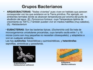 8
Grupos Bacterianos
• ARQUEOBACTERIAS: "fósiles vivientes" pues viven en habitats que parecen
corresponder con los que existieron en la Tierra primitiva. Por ejemplo, en
ambientes termales donde se alcanzan temperaturas por encima del punto de
ebullición del agua. (Ej. Pyrococcus furiosus cuya Temperatura óptima de
crecimiento es 104°C.) También pueden vivir en medios halófilos (muy salados),
(Ej.: Halobacterium
Eubacteria:
Bacilius anthracis
Arqueobacteria:
Halobacterium safinarum
• EUBACTERIAS: Son las bacterias típicas. (Escherichia coli) Se trata de
microorganismos unicelulares procariotas, cuyo tamaño oscila entre 1 y 10
micras (como son muy pequeñas no necesitan citoesqueleto), y adaptados a
vivir en cualquier ambiente,
Las hay autótrofas: fotosintéticas y quimiosintéticas, y heterótrofas:
saprofitas, simbióticas y parasitarias.
 