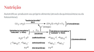 Bacterias | PDF