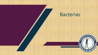 Bacterias
 