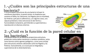 1.-¿Cuáles son las principales estructuras de una
bacteria?
• Las principales estructuras de una bacteria incluyen la
membrana plasmática, la pared celular, el citoplasma que
contiene el ADN y los ribosomas, los flagelos para la movilidad,
las fimbrias y pili para la adherencia, y en algunos casos, una
cápsula protectora. Estas estructuras le dan forma y
funcionalidad a la bacteria, permitiendo su supervivencia y
reproducción en diversos entornos
2.-¿Cuál es la función de la pared celular en
las bacterias?
• La pared celular en las bacterias proporciona estructura,
protección contra daños mecánicos y cambios osmóticos, actúa
como barrera contra agentes patógenos, y sirve como anclaje
para estructuras celulares adicionales como los flagelos y las
fimbrias. Esencialmente, es crucial para la integridad y
supervivencia de la célula bacteriana.
 