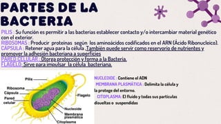 PARTES DE LA
BACTERIA
PILIS : Su función es permitir a las bacterias establecer contacto y/o intercambiar material genético
con el exterior.
RIBOSOMAS : Producir proteínas según los aminoácidos codificados en el ARN (Ácido Ribonucleico).
CÁPSULA : Retener agua para la célula ,También puede servir como reservorio de nutrientes y
promover la adhesión bacteriana a superficies
PARED CELULAR : Otorga protección y forma a la Bacteria.
FLAGELO: Sirve para impulsar la célula bacteriana.
NUCLEOIDE : Contiene el ADN
MEMBRANA PLASMÁTICA : Delimita la célula y
la protege del entorno.
CITOPLASMA: El fluido y todas sus partículas
disueltas o suspendidas
 
