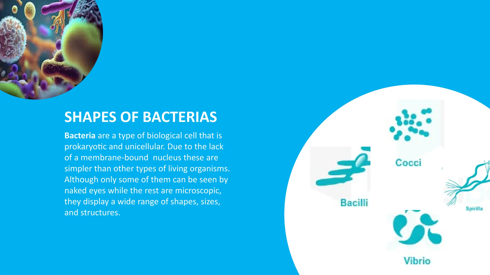 Rest Bacteria bacterias and shapes of bacterias presentation.pptx
