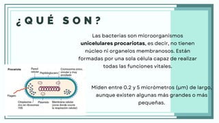 ¿ Q U É S O N ?
Las bacterias son microorganismos
unicelulares procariotas, es decir, no tienen
núcleo ni organelos membranosos. Están
formadas por una sola célula capaz de realizar
todas las funciones vitales.
Miden entre 0.2 y 5 micrómetros (µm) de largo,
aunque existen algunas más grandes o más
pequeñas.
 