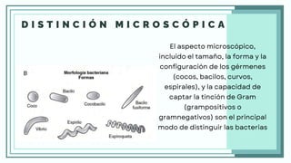 D I S T I N C I Ó N M I C R O S C Ó P I C A
El aspecto microscópico,
incluido el tamaño, la forma y la
configuración de los gérmenes
(cocos, bacilos, curvos,
espirales), y la capacidad de
captar la tinción de Gram
(grampositivos o
gramnegativos) son el principal
modo de distinguir las bacterias
 