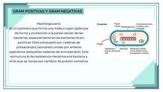 Peptidoglucano:
Es un polímero que forma una malla o capa rígida que
da forma y protección a la pared celular de las
bacterias, especialmente en las bacterias Gram
positivas. Está compuesto por cadenas de
polisacáridos (azúcares) unidas por enlaces
peptídicos (pequeñas cadenas de aminoácidos). Esta
estructura le da resistencia mecánica a la bacteria y
evita que se rompa por cambios de presión osmótica.
GRAM POSITIVAS Y GRAM NEGATIVAS
 